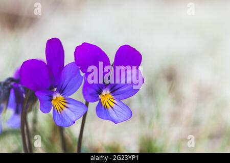 Blumen von Viola tricolor zwischen weißem Moos im Sand, aus der Nähe. Wilde Stiefmütterchen, Johnny Sprung nach oben, Herzenslust, Herzenslust, Herzlust, Europäische Wildnis Stockfoto