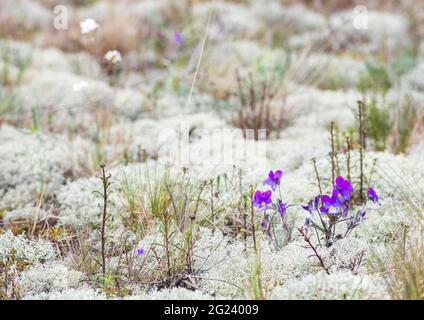 Blumen von Viola tricolor zwischen weißem Moos im Sand, aus der Nähe. Wilde Stiefmütterchen, Johnny Sprung nach oben, Herzenslust, Herzenslust, Herzlust, Europäische Wildnis Stockfoto