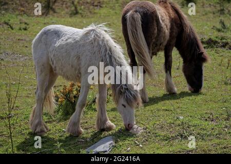 Irish Cob Pferde grasen auf der Weide Stockfoto