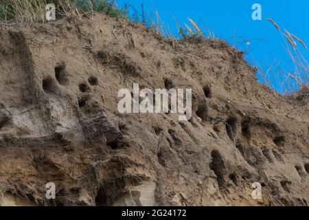 Schwalben auf den Klippen der Stadt Ahrenshoop auf der Ostseeinhalbinsel Darss in Deutschland im Sommer. Stockfoto
