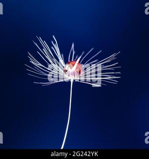 Wassertropfen auf der Uhr des Dandelions Stockfoto