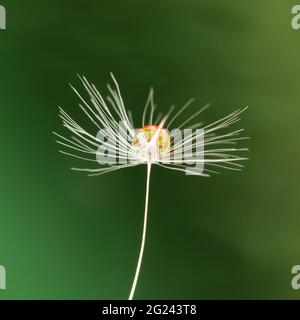 Wassertropfen auf der Uhr des Dandelions Stockfoto