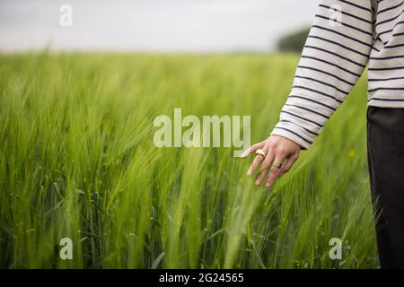 Grünes Roggenfeld. Frau Hand berührt Ohren von Roggen. Umfassendes Erntekonzept. Landwirt oder Agronom kontrolliert die Ernte. Speicherplatz kopieren Stockfoto