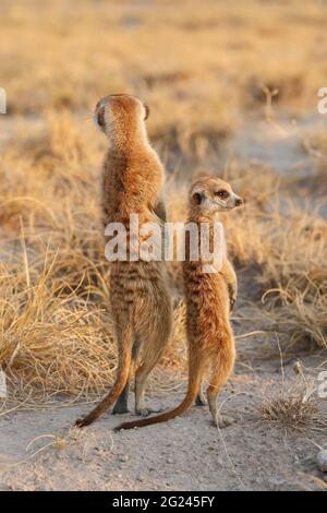 Erdmännchen, Suricata Suricata, stehen auf Hinterbeinen. Makgadikgadi Pan, Botswana, Afrika Stockfoto