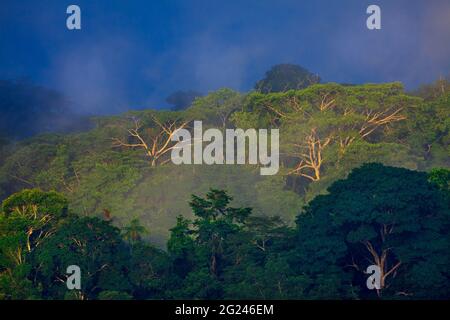 Panamalandschaft mit feuchtem und nebligen Regenwald im Soberania-Nationalpark, Provinz Colon, Republik Panama Stockfoto