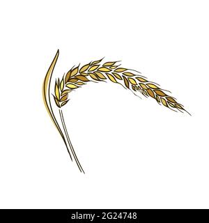 Ohren von Weizen, Gerste oder Roggen Vektor visuelle grafische Symbole, ideal für Brot, Verpackung, Bier Etiketten usw. Stock Vektor