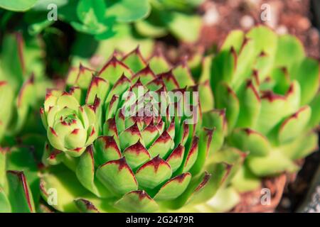 Sempervivum tectorum, Nahaufnahme. Zimmerpflanzen, Blumen in Töpfen. Stockfoto