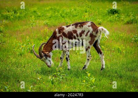 Ziege grast auf der Heide Stockfoto