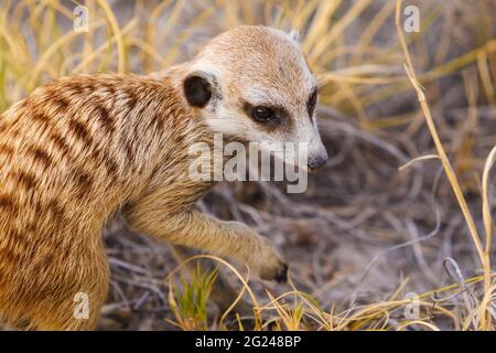 Erdmännchen-Nahaufnahme-Porträt von oben. Das Tier gräbt in der Wüste nach Nahrung, Suricata suricatta. Makgadikgadi Pan, Botsuana, Afrika Stockfoto