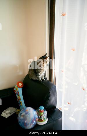 Die Katze Tabby sitzt auf der Rückseite des Sofas neben den Spielzeugen und blickt aus dem Fenster Stockfoto