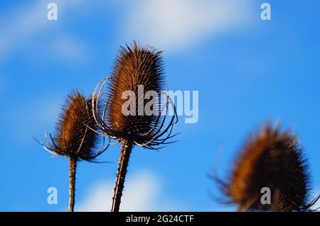 Die Früchte des wilden Teelons im letzten Jahr vor einem blauen Himmel. Stockfoto