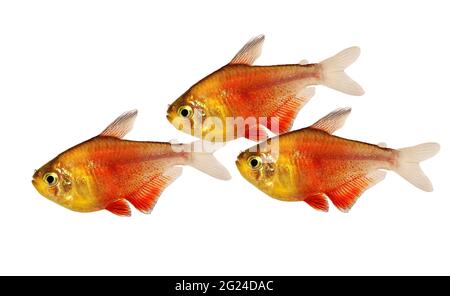 Schwarm von Orange Red Flame Tetra Hyphessobrycon flammeus Rio tetra tropischer Aquarienfische Stockfoto