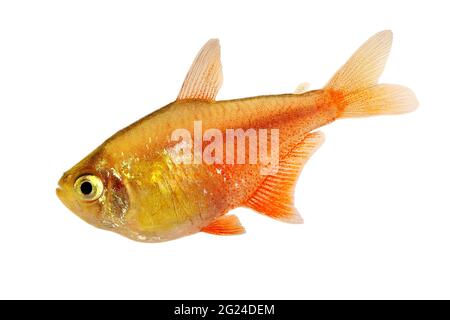 Schwarm von Orange Red Flame Tetra Hyphessobrycon flammeus Rio tetra tropischer Aquarienfische Stockfoto