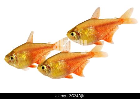 Schwarm von Orange Red Flame Tetra Hyphessobrycon flammeus Rio tetra tropischer Aquarienfische Stockfoto