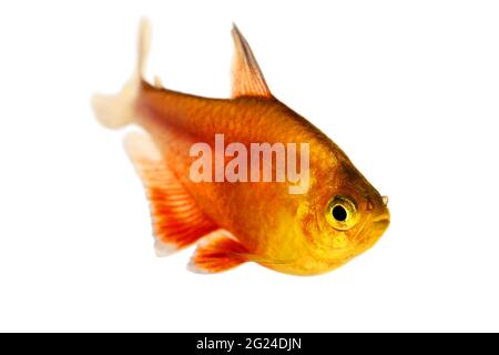 Schwarm von Orange Red Flame Tetra Hyphessobrycon flammeus Rio tetra tropischer Aquarienfische Stockfoto