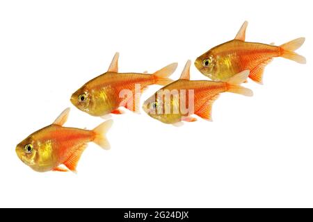 Schwarm von Orange Red Flame Tetra Hyphessobrycon flammeus Rio tetra tropischer Aquarienfische Stockfoto