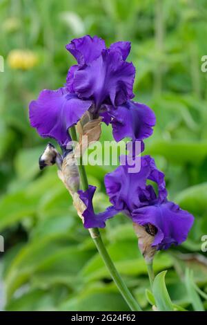 Große bärtige Iris „Titan's Glory“. Iris „Titan's Glory“. Tiefe Indigoblüten Stockfoto