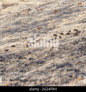 USA, Idaho, Bellevue, Hirschherde, die am Hang grasen Stockfoto