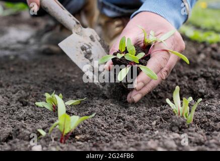 Pflanzen von Rote-Beete-Setzlingen - Beta vulgaris 'Boltardy' - in einem Gemüsegarten. VEREINIGTES KÖNIGREICH Stockfoto