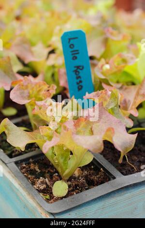 Salat aus Samen in einem modularen Tablett, fertig zum Pflanzen - Lactuca sativa 'Lollo Rossa'. VEREINIGTES KÖNIGREICH Stockfoto