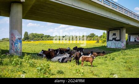 Mütter und Mutterkälber unterhalb der Straßenbrücke A1237, Rawcliffe ings, York, Großbritannien Stockfoto