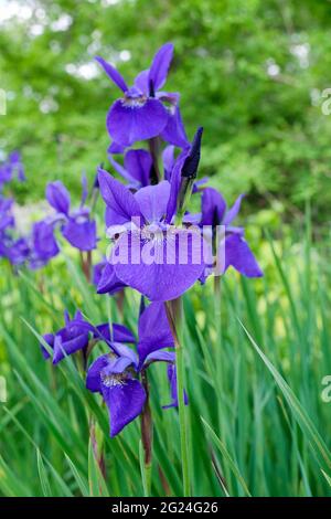 Iris sibirica „Caesars Bruder“. Sibirische Iris „Caesars Bruder“. Nahaufnahme von Blumen Stockfoto