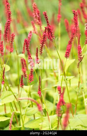 Persicaria amplexicaulis 'Feuertanz'. Roter Bistort „Firedance“. Schmale Spitzen von leuchtend roten Blüten Stockfoto