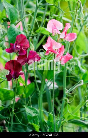 Lathyrus odoratus ‘Beaujolais’. Moderne Grandiflora Sweet Pea ‘Beaujolais’. Blüten wachsen auf Weinreben Stockfoto