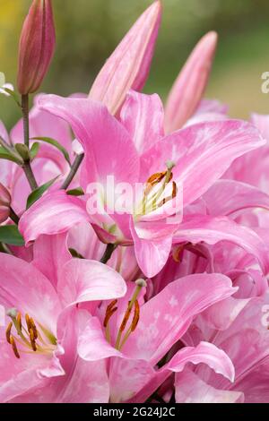 Lilium „Tabledance“. Lilien, rosa Blumenblumen, Duft duftende Orientalische Trompete Hybriden Orientpet Stockfoto