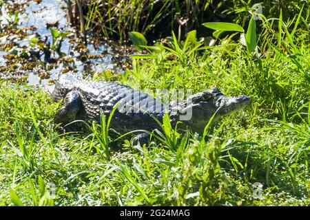 Yacare caiman (Caiman yacare) in Esteros del Ibera, Argentinien Stockfoto