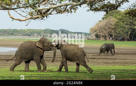 Streifenmungos (Urva vitticollis) im Waldhabitat der Trockenzone im Yala-Nationalpark, Sri Lanka. Stockfoto