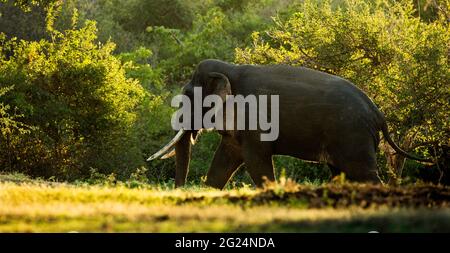 Streifenmungos (Urva vitticollis) im Waldhabitat der Trockenzone im Yala-Nationalpark, Sri Lanka. Stockfoto