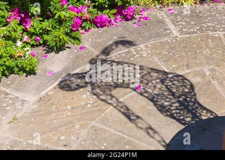 Schatten der Skulptur bei Sculpture by the Lakes, Pallington Lakes, Dorchester, Dorset UK im Juni Stockfoto