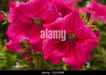 Eine Nahaufnahme einer wunderschönen Petunia-Pflanze in violetter Farbe Stockfoto
