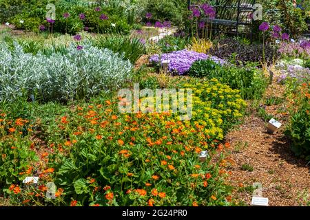 Blumen blühen in den Botanischen Gärten des Yampa River Stockfoto