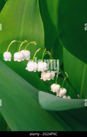 Convallaria majalis Blume. Maiglöckchen Stockfoto