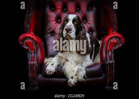 English Springer Spaniel auf einem Sessel vor schwarzem Hintergrund Stockfoto