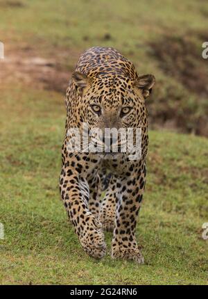 Leopard, Yala-Nationalpark, Sri Lanka. Sri Lankas Spitzenfeind die Leoparden-Unterart der Insel ist einzigartig und gilt als die größte der Welt Stockfoto