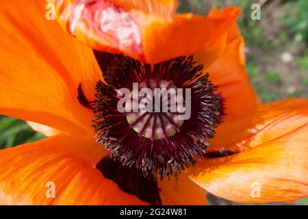 Nahaufnahme der Staubgefäße und des zentralen Teils des leuchtend orangen Mohns Stockfoto