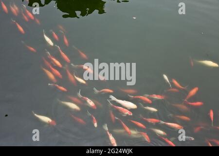 Koi-Karpfen im Lotus-Pool und den Seen des Yu- oder Yuyuan-Gartens (im Sinne von Garten des Glücks) in Huangpu Qu, Altstadt von Shanghai, Volksrepublik Stockfoto