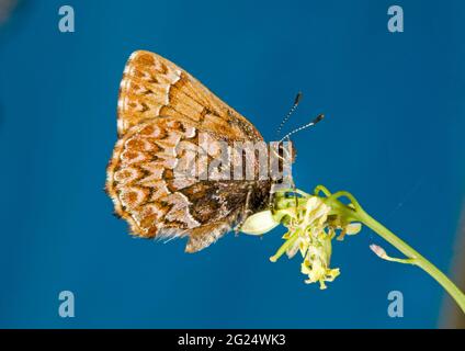 Callophrys eryphon, ein Schmetterling der westlichen Kiefernelfin, etwa 1/2 Zoll lang. Sie sind gewöhnliche Schmetterlinge in den Oregon Cascade Mountains und im Ochoco Stockfoto