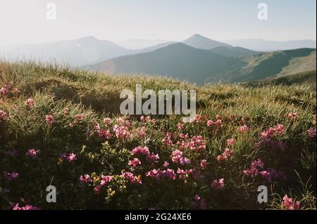 Blühende Rhododendronwiese in den Bergen. Warmer sonniger Abend, rosa Blumen und Bergrücken Silhouette im Hintergrund Stockfoto