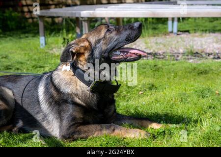 Ein Hundeportrait eines glücklichen sechs Monate alten Schäferhundes, der sich im grünen Gras niederlegt. Working Line Breed Stockfoto