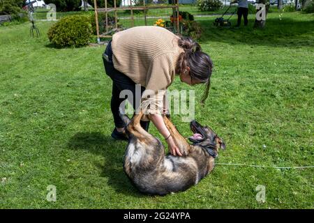 Ein Teenager-Mädchen spielt mit einem glücklichen sechs Monate alten Schäferhund Welpen. Grünes Gras und ein blauer Himmel im Hintergrund. Working Line Breed Stockfoto