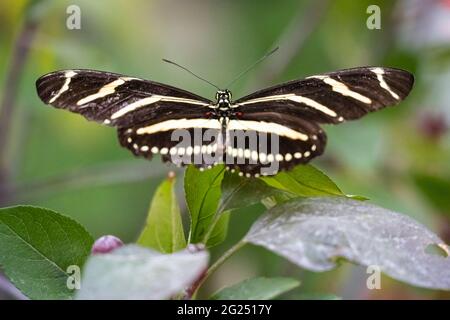 Zebra-Langflügel-Schmetterling (Heliconius charthonia) im Chattahoochee Nature Center Begegnung mit Schmetterlingen in Roswell, Georgia. (USA) Stockfoto