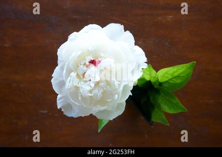 Weiße Pfingstrose in Vase auf Holztisch. Stockfoto