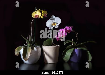 Drei verschiedene Sorten von Orchideen in Blumentöpfen Stockfoto