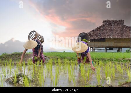 Zwei Bauern pflanzten Reispflanzen in einem überfluteten Reisfeld in Thailand Stockfoto