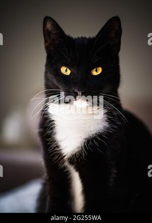 Porträt einer schwarz-weißen Smokingkatze Stockfoto