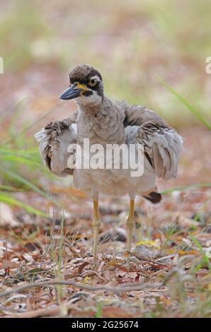 Kniebewachsener Erwachsene (Esacus margnirostris), der nach der Präung des Great Sandy NP, Queensland, Australien, Flügel ausschüttelt Januar Stockfoto